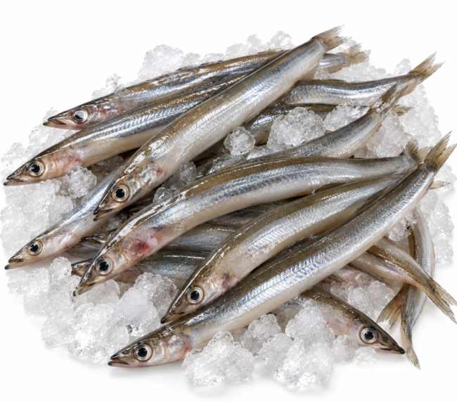 Sand Eels