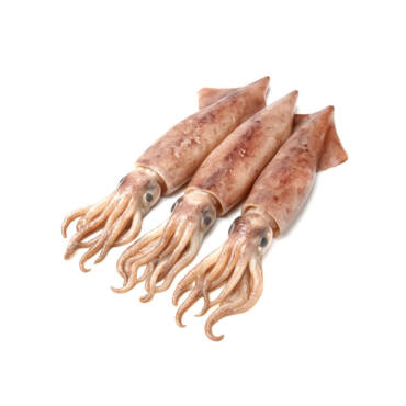 Unwashed Squid