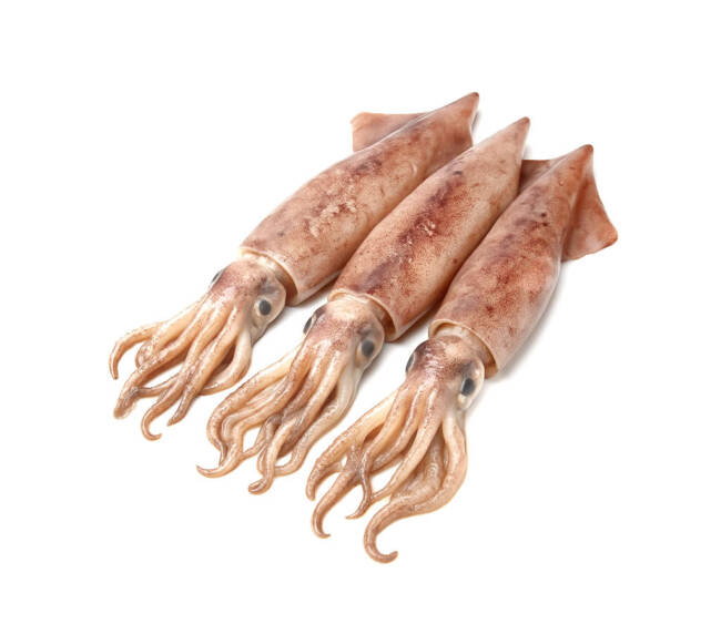 Unwashed Squid