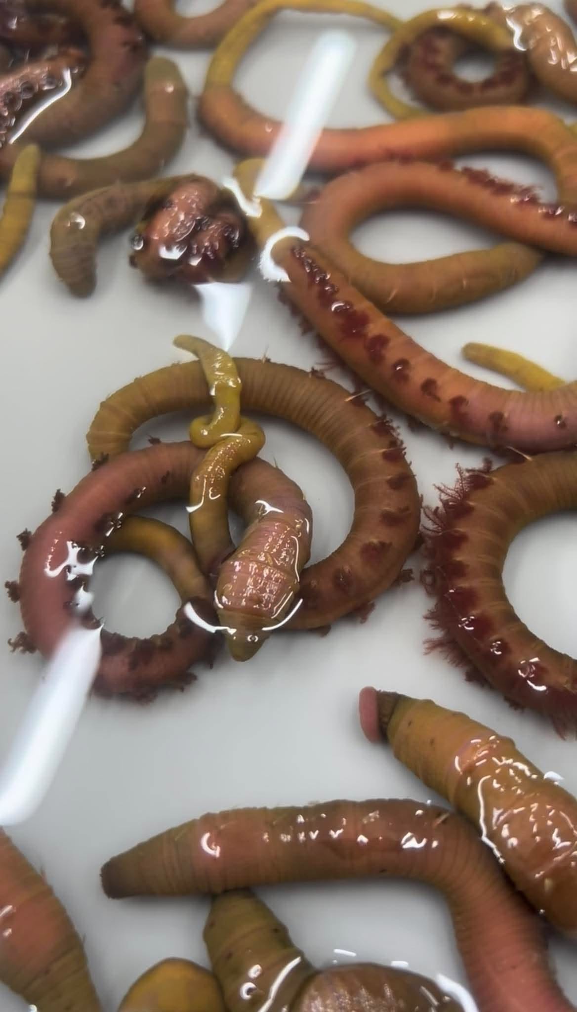 live / fresh yellow tails lugworm sea fishingbait