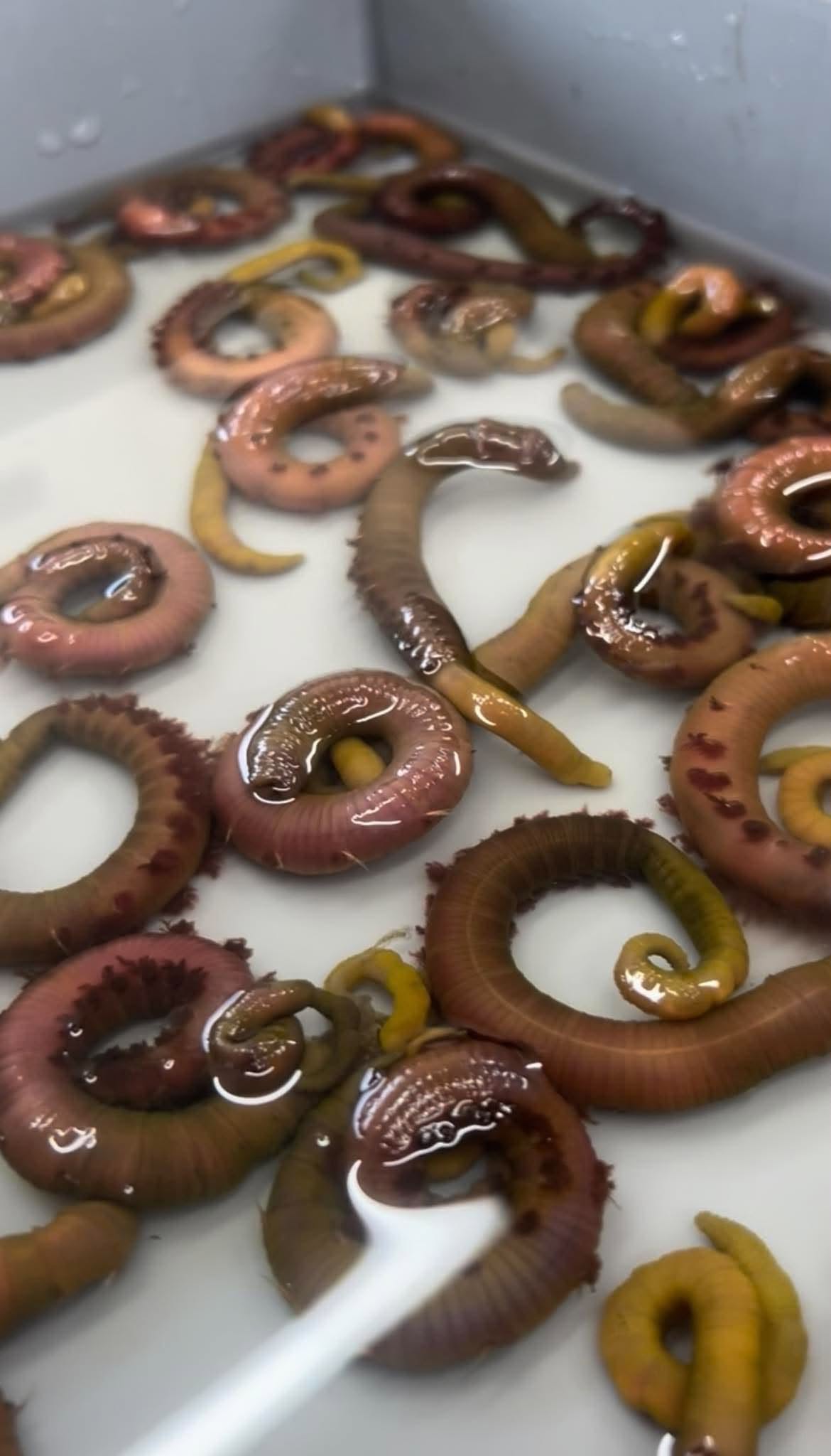 live-yellow-tails-lugworm-sea-fishing-bait