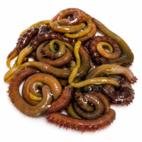 Fresh Yellow Tails (Live) - (Sold In 10’s)