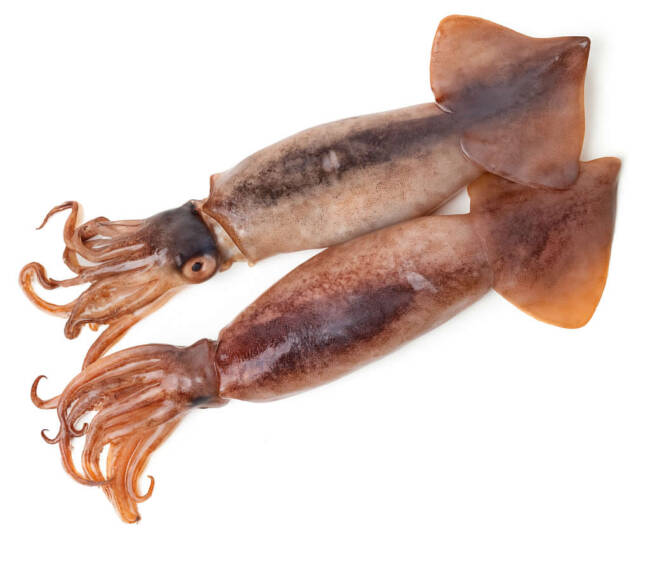 Unwashed Illex Squid