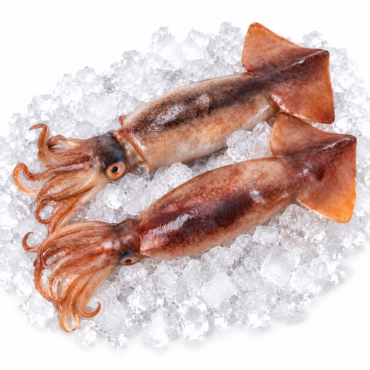 Unwashed Illex Squid