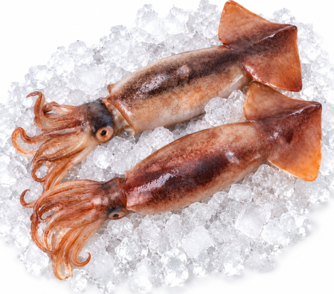 Unwashed Illex Squid