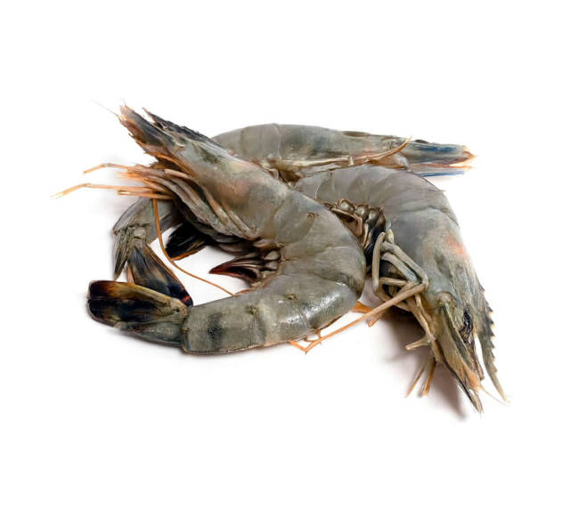 King Prawn