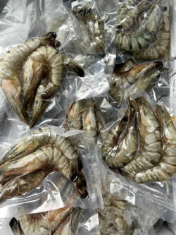 High-quality frozen king prawn packaged for sea fishing bait