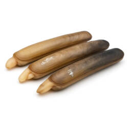 Unwashed Razor Clam