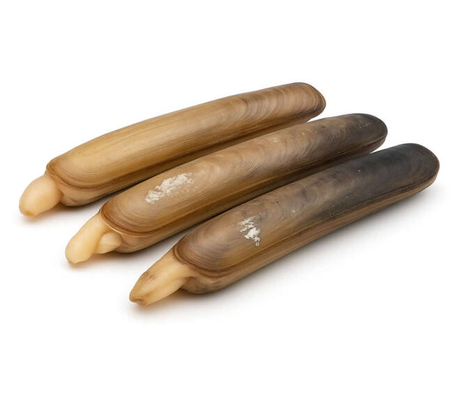 Unwashed Razor Clam