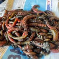 Sea Fishing Baits