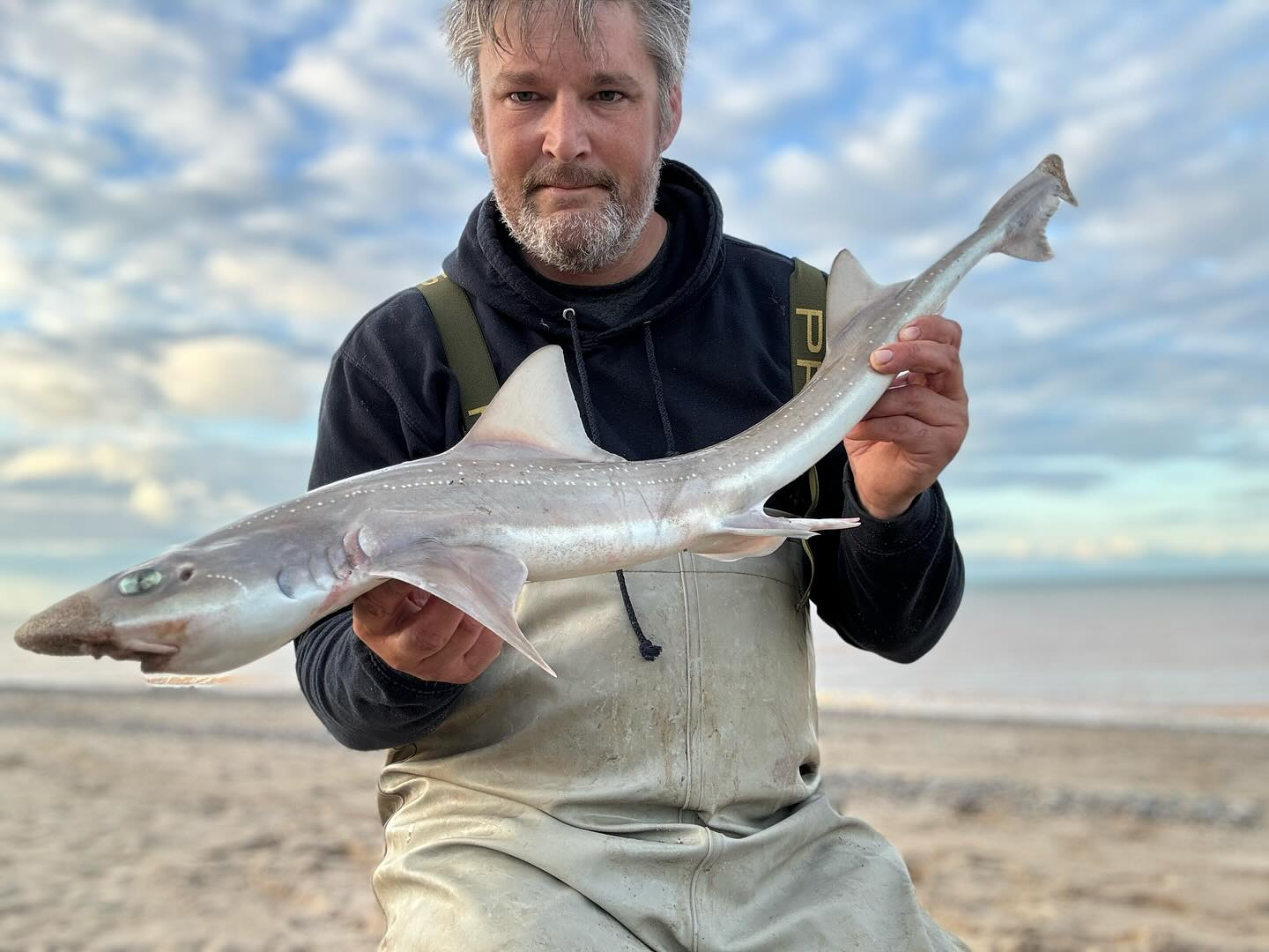 Smoothhound Fishing from the Shore – What You Need - Squids In! SEA BAITS
