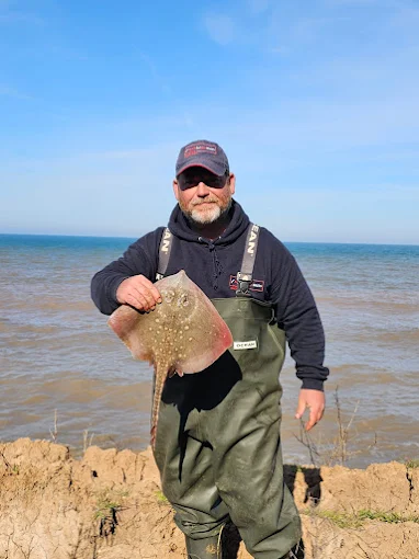 Thornback ray