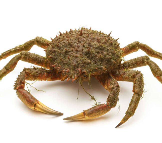 Spider Peeler Crab