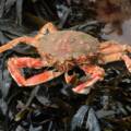 Baiting With Spider Crab Peelers