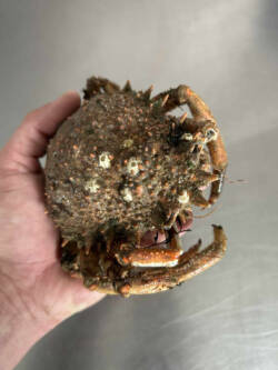 High-quality frozen spider crab peelers, prepared and packaged for sea fishing bait. Squids In Sea Bits