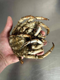 High-quality frozen spider crab peelers, prepared and packaged for sea fishing bait. Squids In Sea Bits