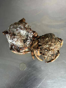 High-quality frozen spider crab peelers, prepared and packaged for sea fishing bait. Squids In Sea Bits