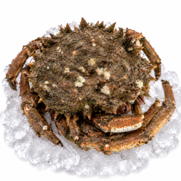 Spider Peeler Crab
