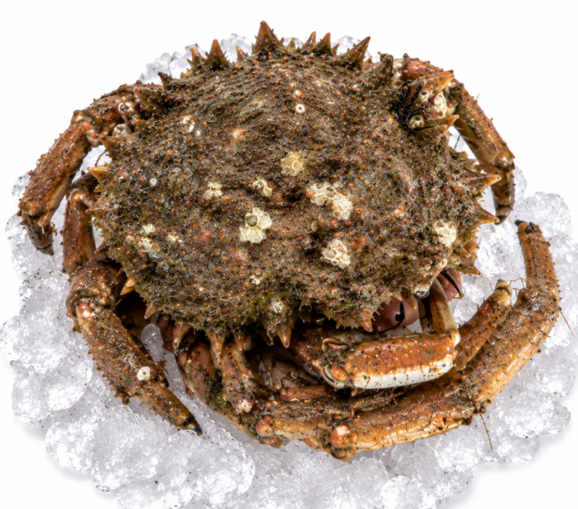 Spider Peeler Crab