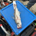 Winter Fishing on the Humber is around the corner!