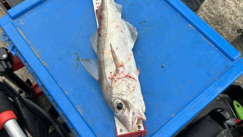 river humber haddock