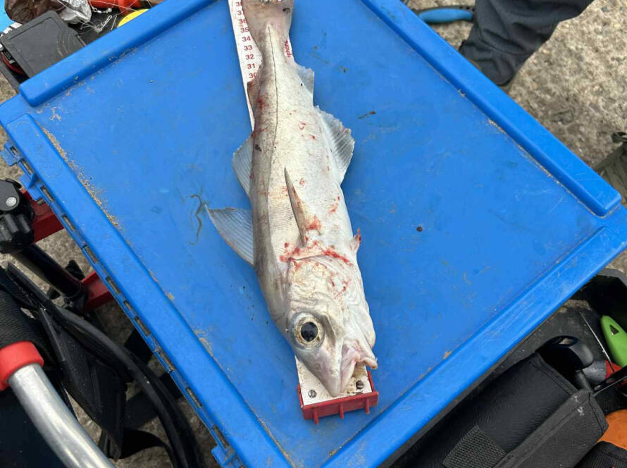 river humber haddock