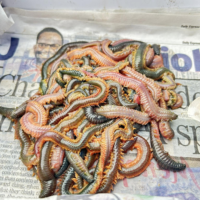 Fresh Sea Baits