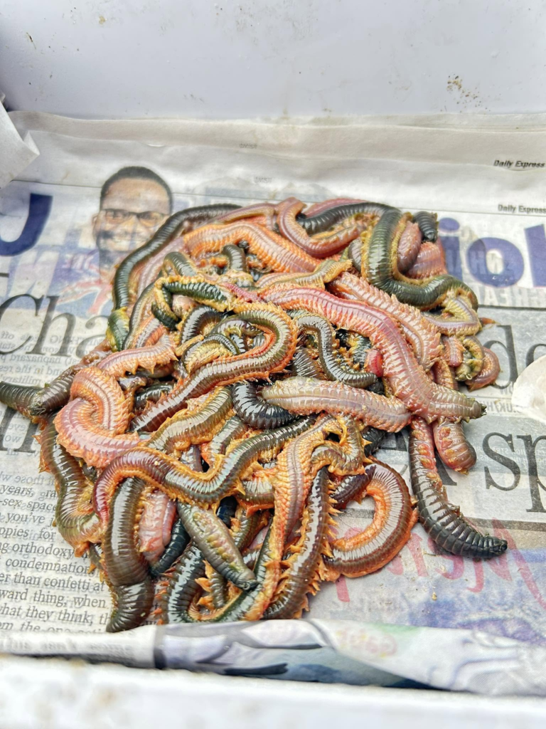 Fresh Sea Baits