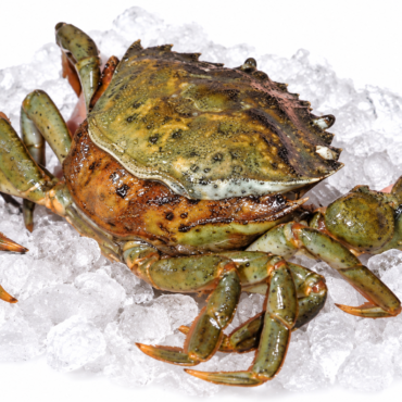 Frozen Peeler Crab