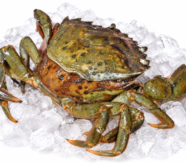 Frozen Peeler Crab