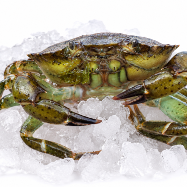 Hard Back Shore Crab