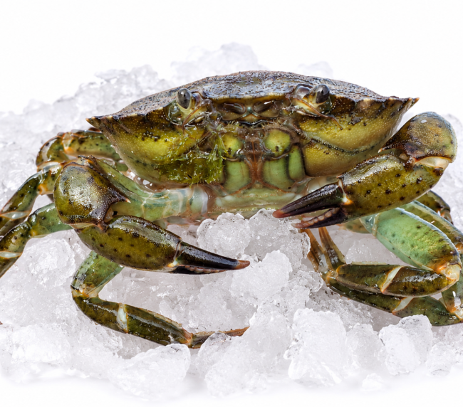 Hard Back Shore Crab