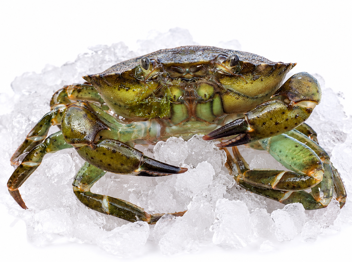 Hard Back Shore Crab