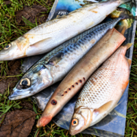 Frozen Pike Baits