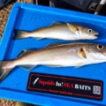 Humber Fishing Report – The Whiting Are Arriving, and the Cod Won’t Be Far Behind!