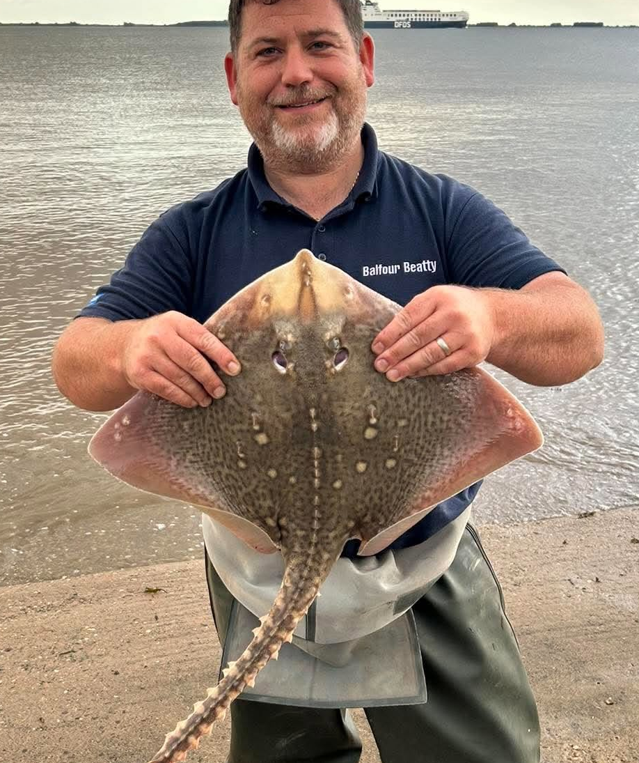 Thornback ray