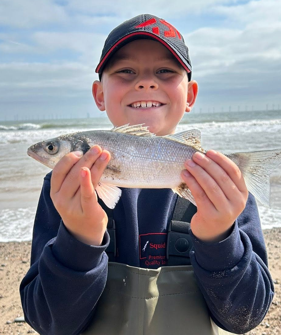 European sea bass